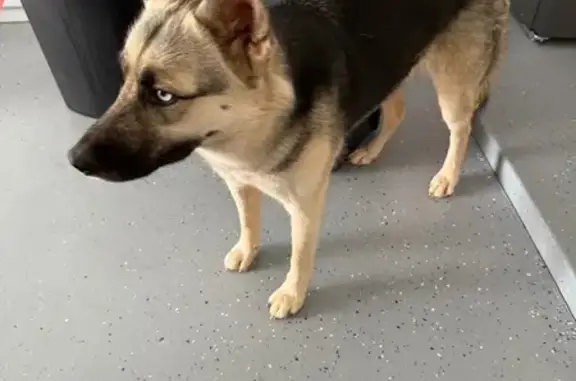 Found dog Snowflake, photo: Found Dog: Beige & Black, Blue Eyes