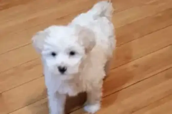 Found dog Chicago, photo: Found: Cute Fluffy Dog on South Avers