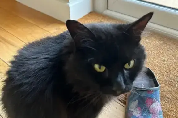 Missing: Shy Black Cat in Gaunt's Common