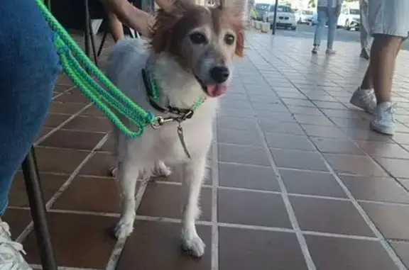 Perro encontrado Torrevieja, foto: Perro Encontrado: Blanca y Marrón en Torrevieja