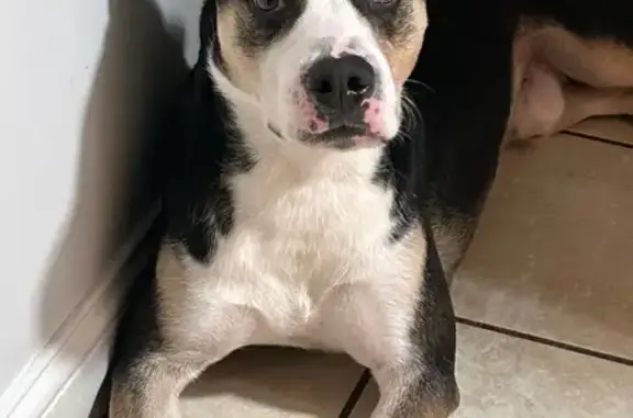 Lost Energetic Dog on Spaulding Ave
