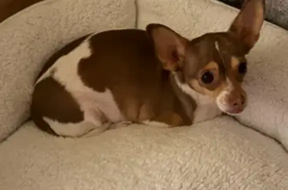 Lost Dog: White with Brown Spots, Trotters