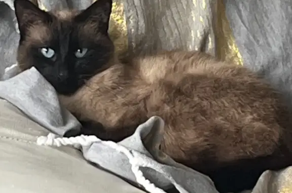 Chat perdu, , photo: Chatte perdue à Feurs : marron et noir