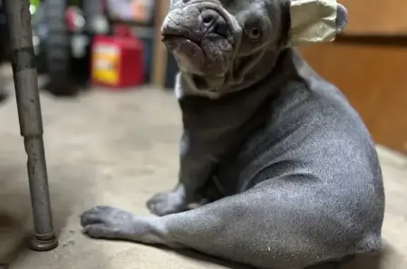 Lost Dog: Friendly Sweetheart in Tucson