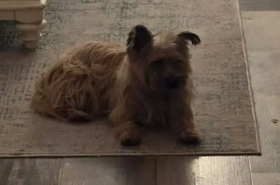 Missing dog , photo: Lost Tan Cairn Terrier on Sandridge Rd