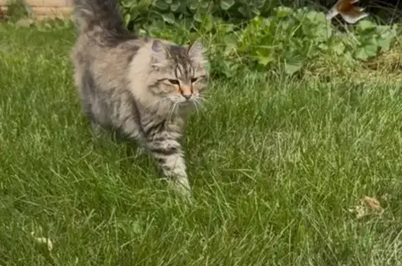Found cat White Bear Lake, photo: Friendly Found Cat in White Bear Lake
