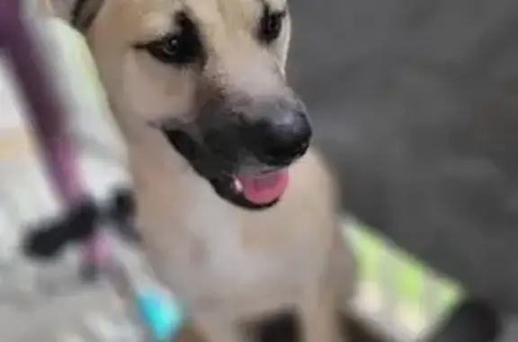 ¡Ayuda! Perrita Loba perdida en Olímpica