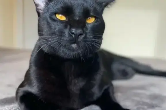 ¡Gato Negro Perdido en Marbella!