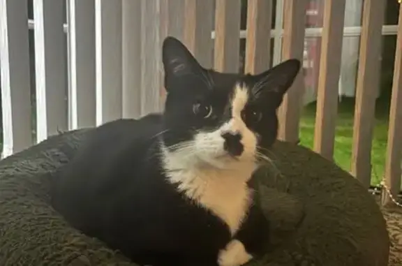 Lost Tuxedo Cat - Timid, 11-Year-Old Male