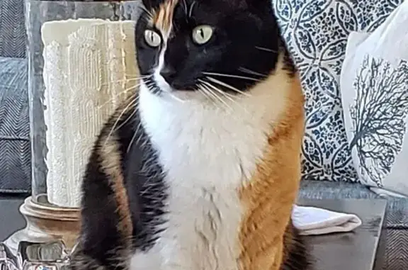 Lost Calico Cat: Kettle Pond Drive Area