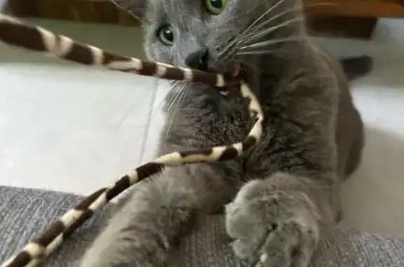 Chat perdu, Restinclières, photo: Chatte grise perdue à Restinclières