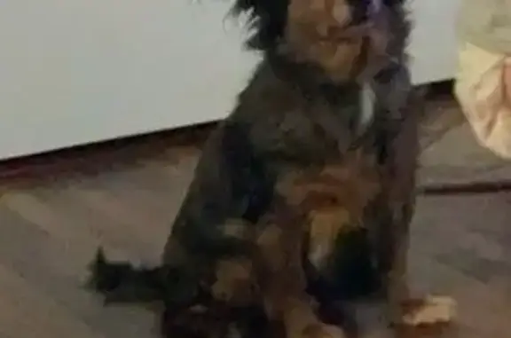 Lost Chiweenie: Help Find Sassy in Bristol!