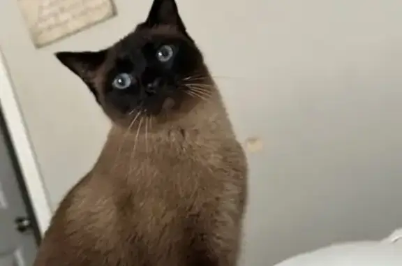 Lost Shy Cat Near Clinton Ave, Berwyn