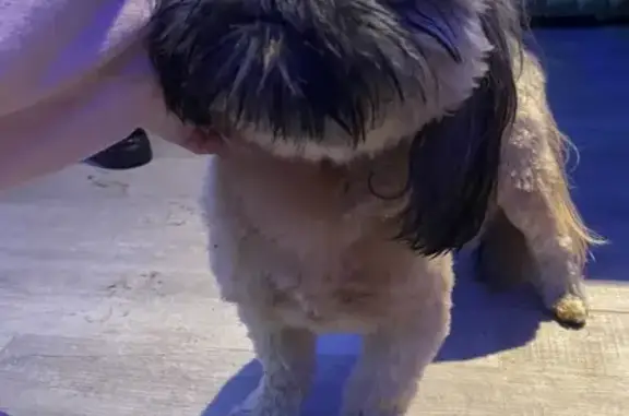 Lost and found pets Tacoma, photo: Found Neutered Male Dog on 131st St