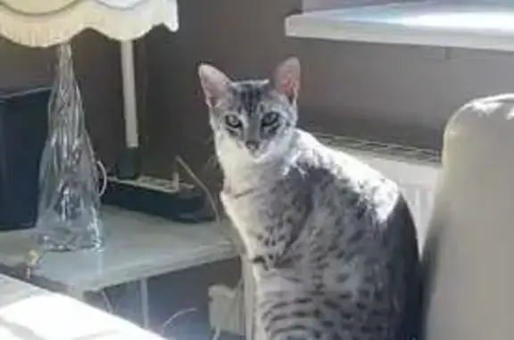 Chat perdu, Hussigny-Godbrange, photo: Chat perdu à Hussigny, récompense offerte !
