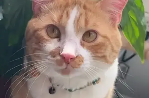 Lost and found pets Florida Ridge, photo: Lost: White & Orange Cat in Glen Cove