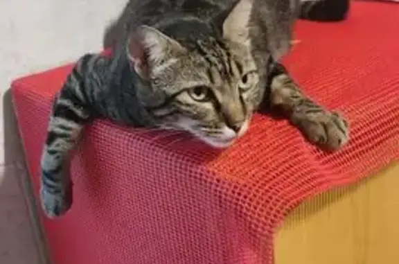 Gatos perdidos, Hellin, foto: Gato Perdido: Antonio, 6 Años, Hellín