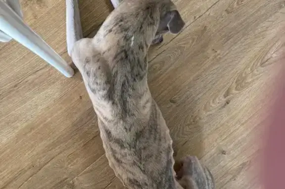 Chien perdu Aiguillon, photo : Whippet perdu, craintif et rapide, Aiguillon
