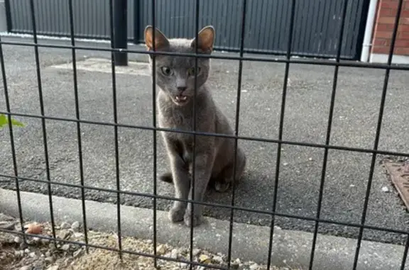 Chatte grise trouvée à Courchelettes - photo