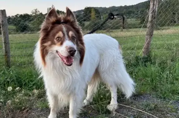 Animaux trouvés , photo: Chien trouvé, collier vert à Sugères