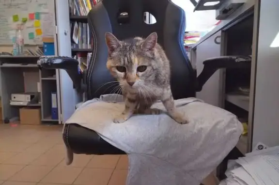 Animaux trouvés Nouvelle-Aquitaine, photo: Chatte tricolore âgée trouvée à Lussant