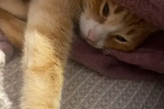 Gato Rubio Perdido: Cariñoso y Dócil