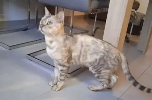 Animaux trouvés , photo: Chatte mince et sociable trouvée à Seltz