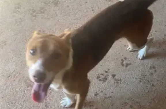Perro Perdido en Monte Liria, ¡Ayuda!