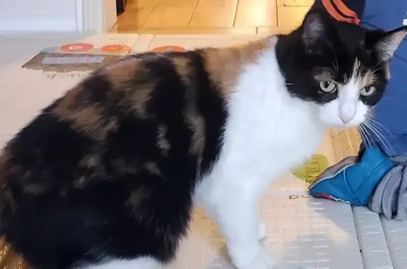 Lost Tricolor Cat in Oakville - Help!
