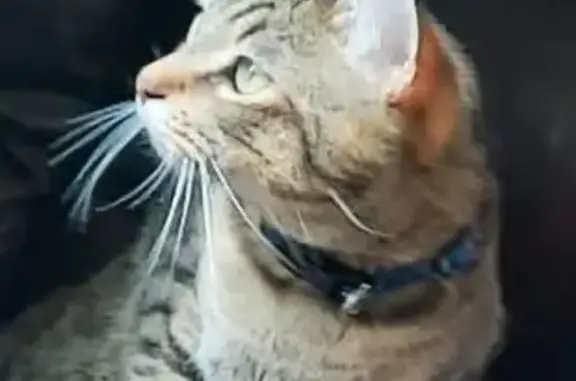Lost Cat: Xtra, Polydactyl, Blue Collar