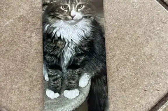 Lost pets West Valley City, photo: Lost Tabby: Playful, Pink-Nosed Kitten