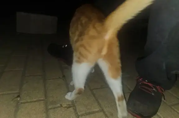 Gato encontrado Cordoba, foto: Gata Naranja y Blanca Cariñosa en Córdoba