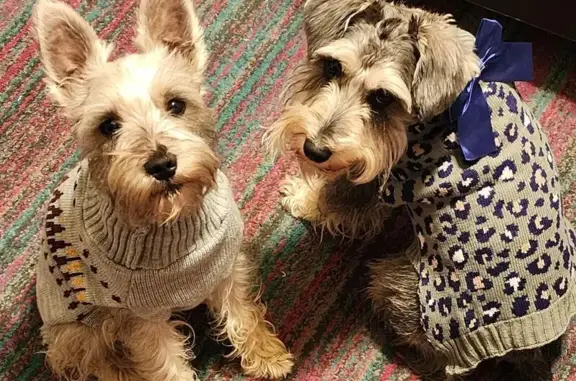 Lost Schnauzers: Light Gray & Salt & Pepper