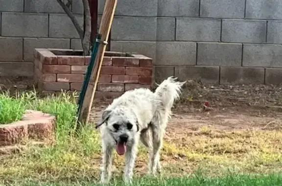 Lost and found pets Mesa, photo: Friendly Male Dog Found on South Horne
