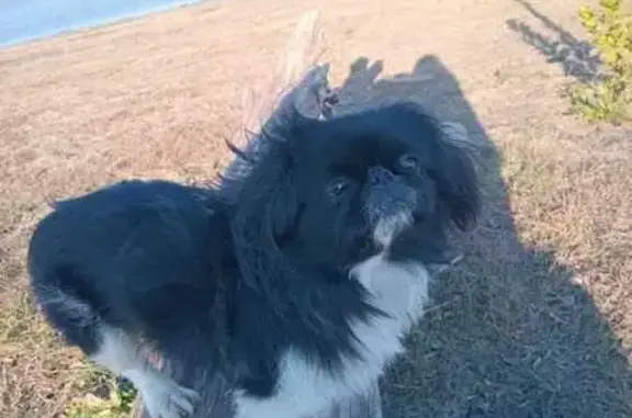 Help Find Lexi: Lost Black Pekinese