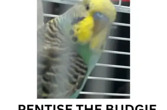 Lost Budgie: Green & Yellow, Willison Rd