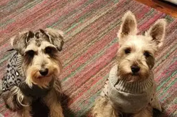Lost Schnauzer Duo: Help Us Get Home!