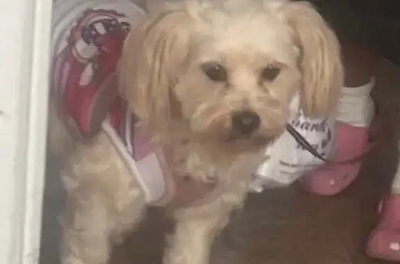 Lost Tan Dog: Riverside Drive Area