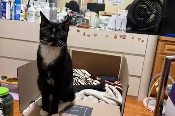 Lost Cat: Black Spot, White Whiskers