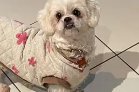 Lost White Shih Tzu Near Woodford Area