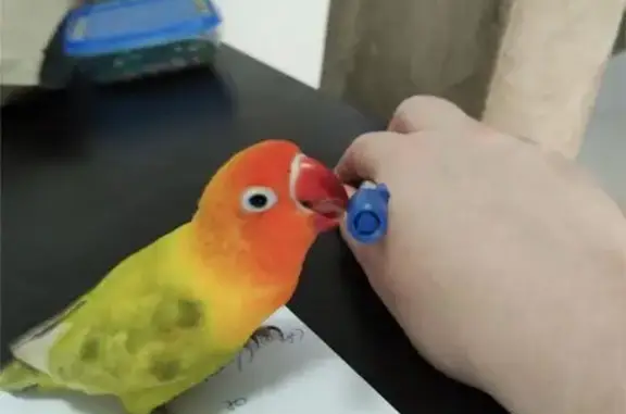 Missing Lovebird: Orange & Green in Cockburn