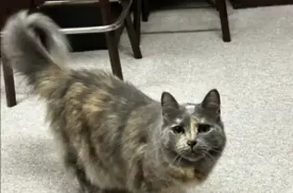 Lost Skittish Tortie Cat on Witmer Rd
