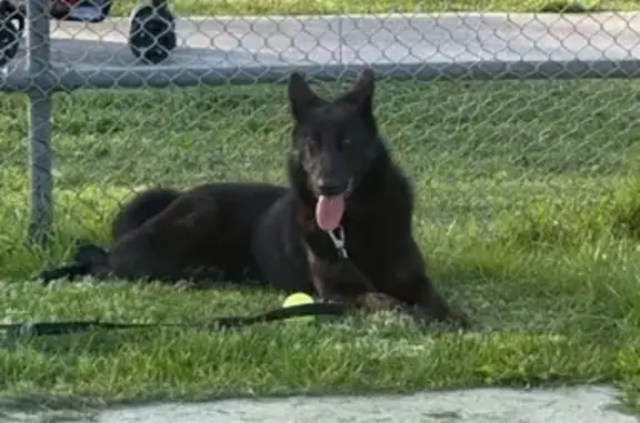 Lost Black Dog: Blue Collar, Melbourne