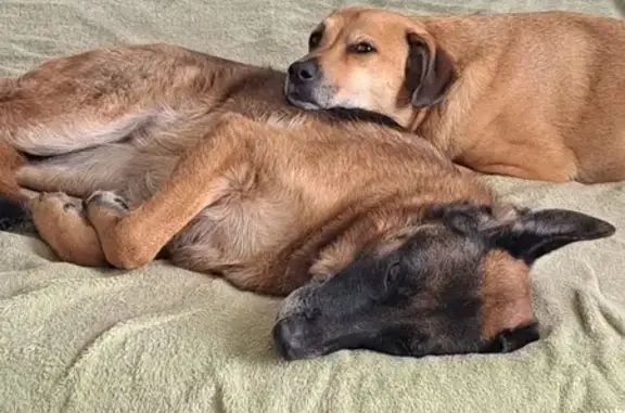 Missing dog Monroe, photo: Lost Dogs: Piglet & Miles in Monroe