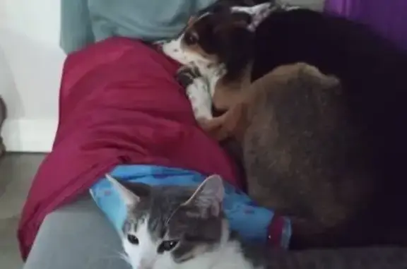 Missing: Friendly Black & White Tabby Cat