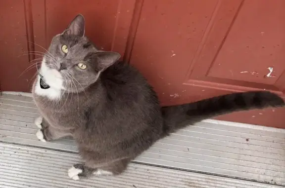 Help Find Blue: Missing Tuxedo Cat