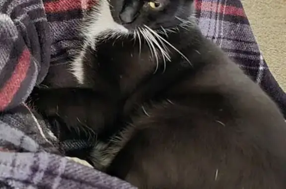 Lost pets Tucson, photo: Missing 3-Legged Pregnant Cat in Tucson