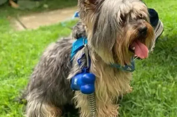 Lost Small Dog: Colorful Bandana, Chicago