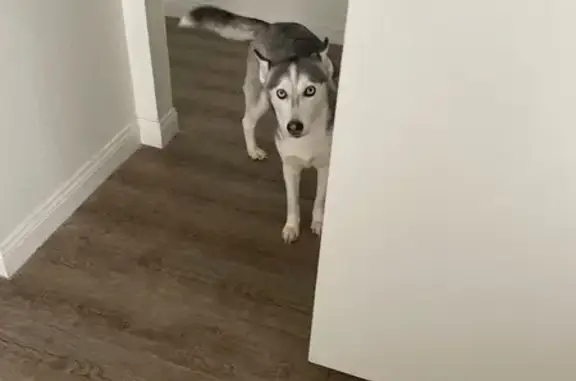 Lost Dog: Lily - Blue-Eyed with Unique Mark