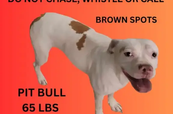 Missing dog Tucson, photo: Lost Friendly Dog: White & Brown Spots